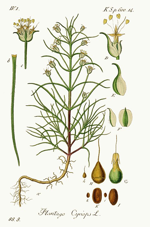 Plantago sempervirens, le Plantain toujours vert ou Herbe aux puces est un sous-arbrisseau de la famille des Plantaginaceae. Il est aussi nommé Badasson en Provence où il est utilisé comme plante médicinale